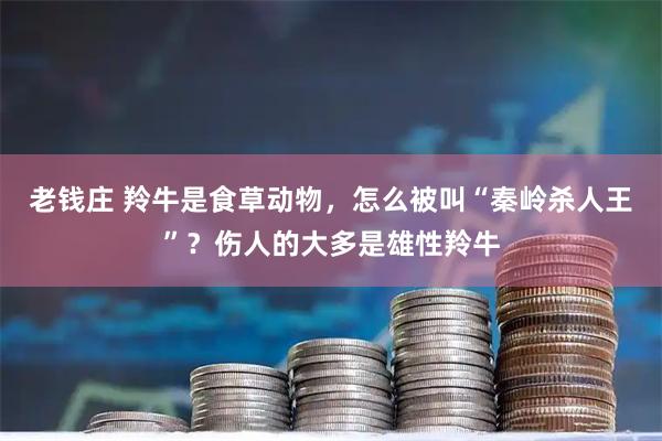 老钱庄 羚牛是食草动物，怎么被叫“秦岭杀人王”？伤人的大多是雄性羚牛